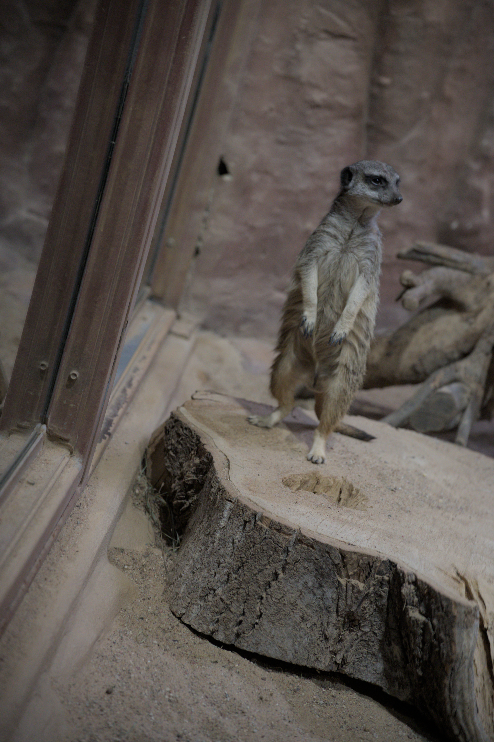 2025/10/12 - zoo/DSC_0340.jpg